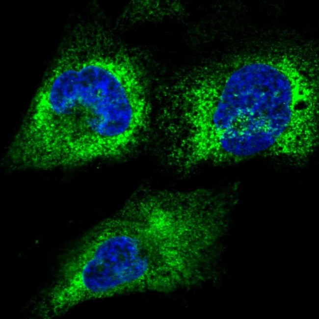 RCN2 Antibody in Immunocytochemistry (ICC/IF)