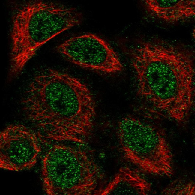 NeuN Antibody in Immunocytochemistry (ICC/IF)