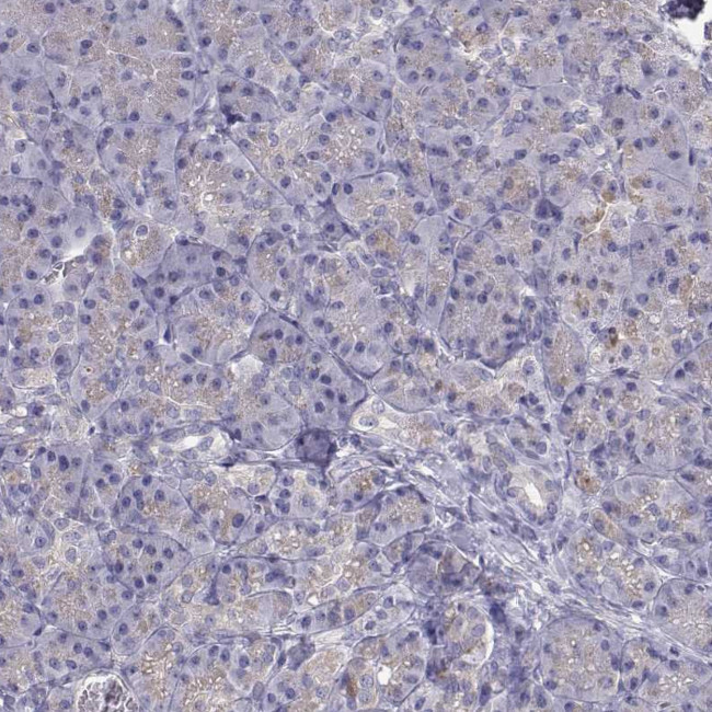 NCAM2 Antibody in Immunohistochemistry (Paraffin) (IHC (P))