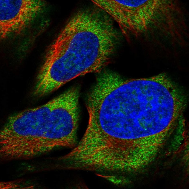 ZNF507 Antibody in Immunocytochemistry (ICC/IF)