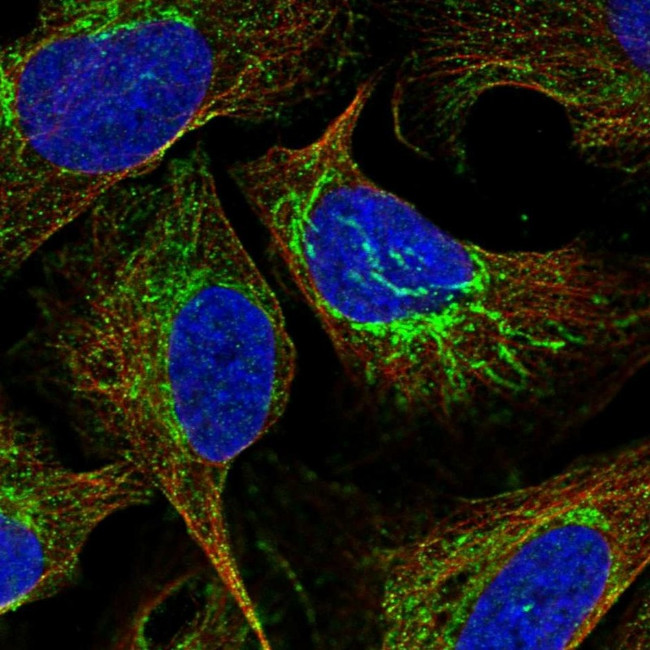 ATP5J Antibody in Immunocytochemistry (ICC/IF)