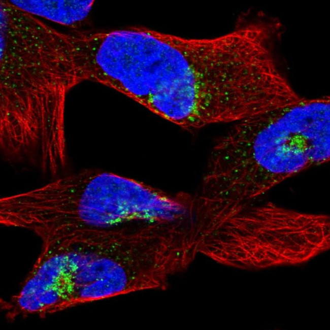 PCSK5 Antibody in Immunocytochemistry (ICC/IF)