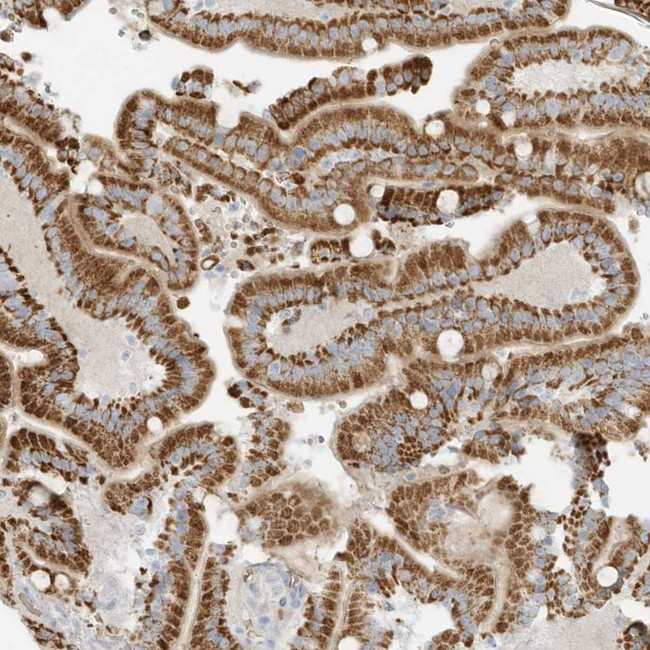 OFD1 Antibody in Immunohistochemistry (Paraffin) (IHC (P))