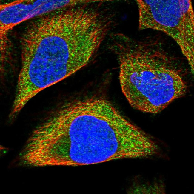 FRYL Antibody in Immunocytochemistry (ICC/IF)