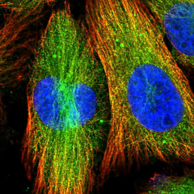 FRYL Antibody in Immunocytochemistry (ICC/IF)