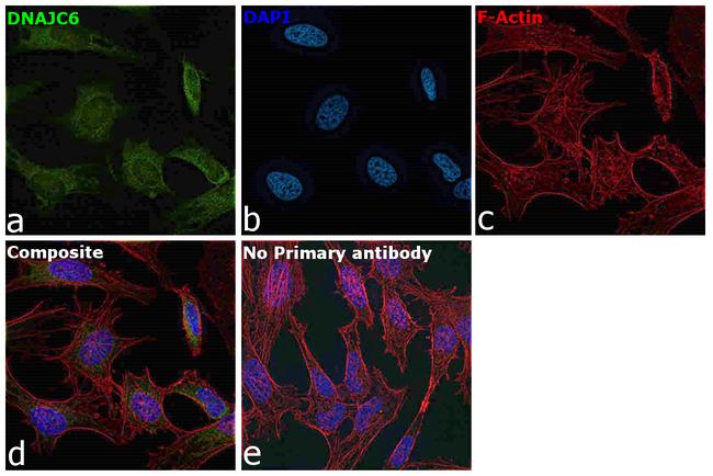 DNAJC6 Antibody in Immunocytochemistry (ICC/IF)