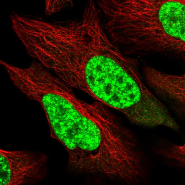 SART1 Antibody in Immunocytochemistry (ICC/IF)