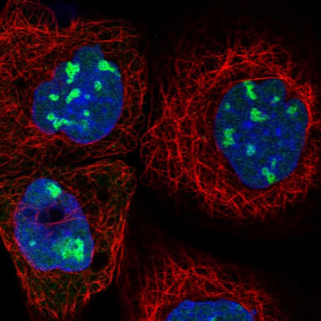 BYSL Antibody in Immunocytochemistry (ICC/IF)