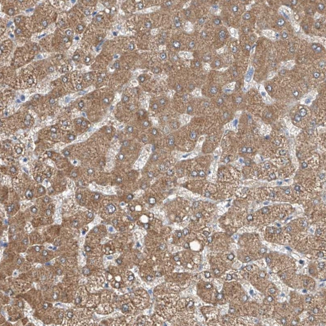 MDGA1 Antibody in Immunohistochemistry (Paraffin) (IHC (P))