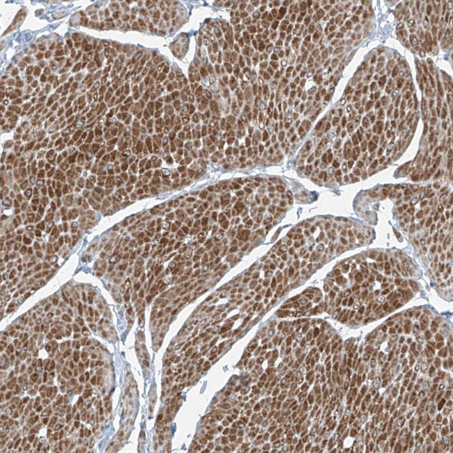 PPCS Antibody in Immunohistochemistry (Paraffin) (IHC (P))