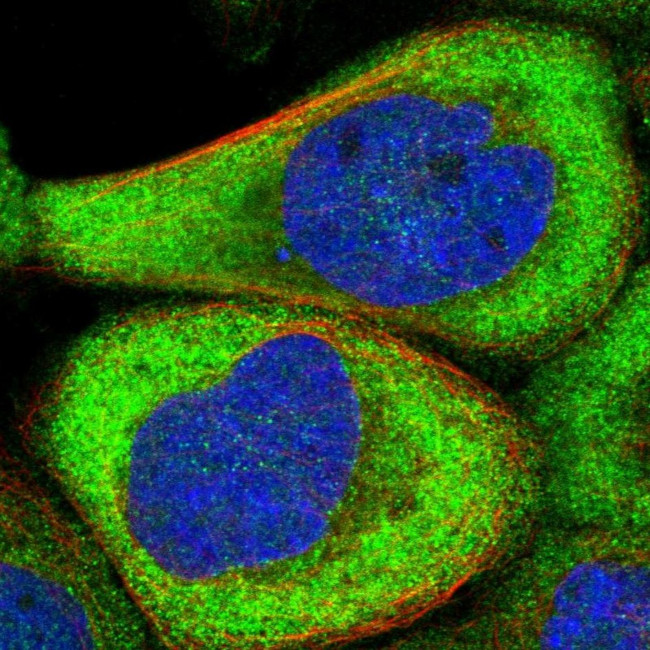 CPNE5 Antibody in Immunocytochemistry (ICC/IF)