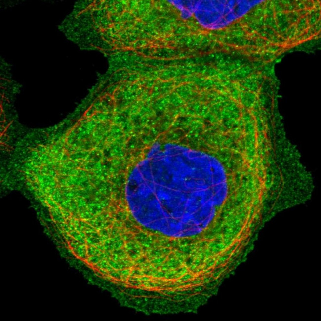 SNX9 Antibody in Immunocytochemistry (ICC/IF)