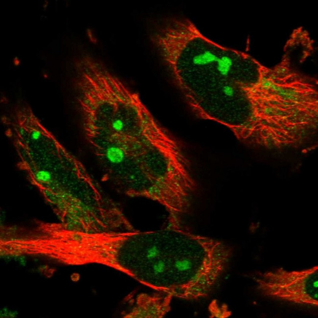 EXOC4 Antibody in Immunocytochemistry (ICC/IF)