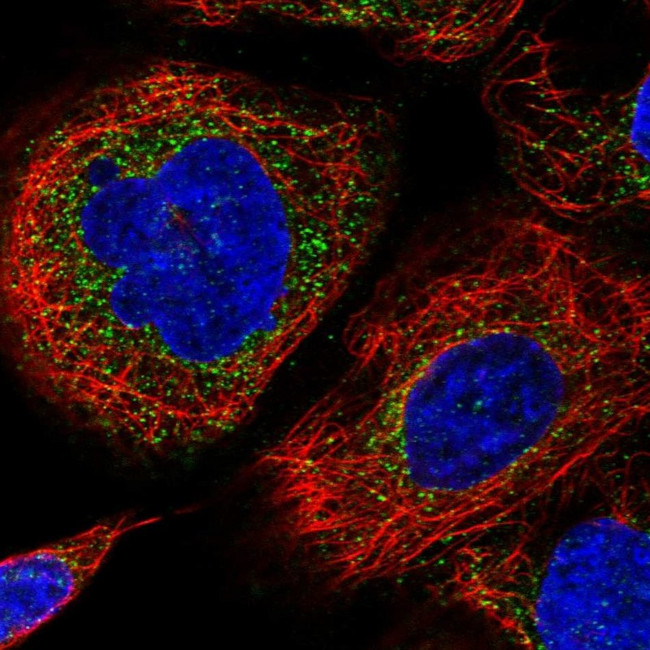 HLA-E Antibody in Immunocytochemistry (ICC/IF)