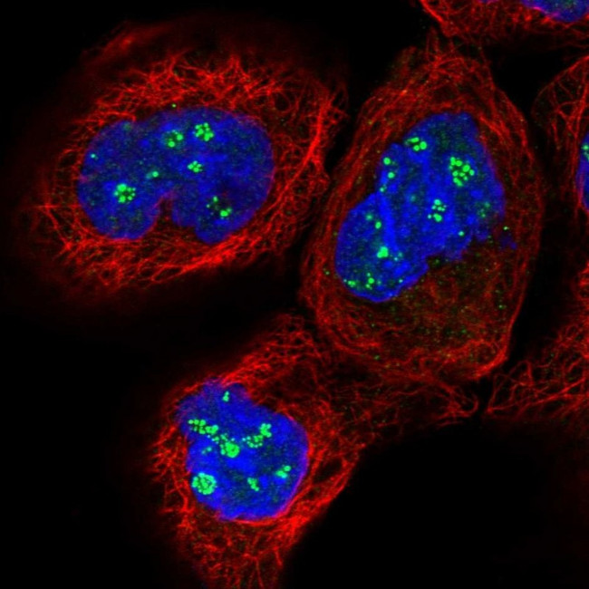 PELO Antibody in Immunocytochemistry (ICC/IF)