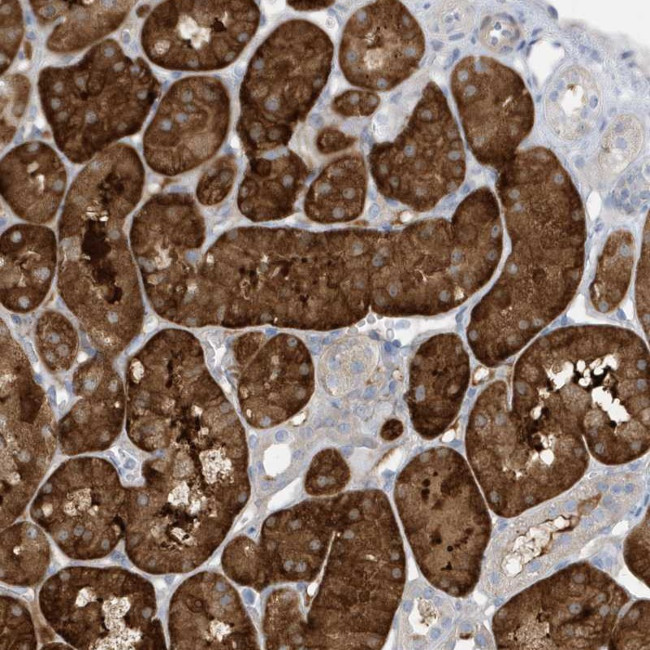 ATP13A5 Antibody in Immunohistochemistry (Paraffin) (IHC (P))