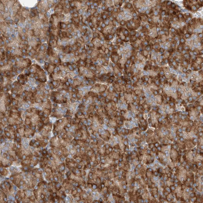 SNAP29 Antibody in Immunohistochemistry (Paraffin) (IHC (P))