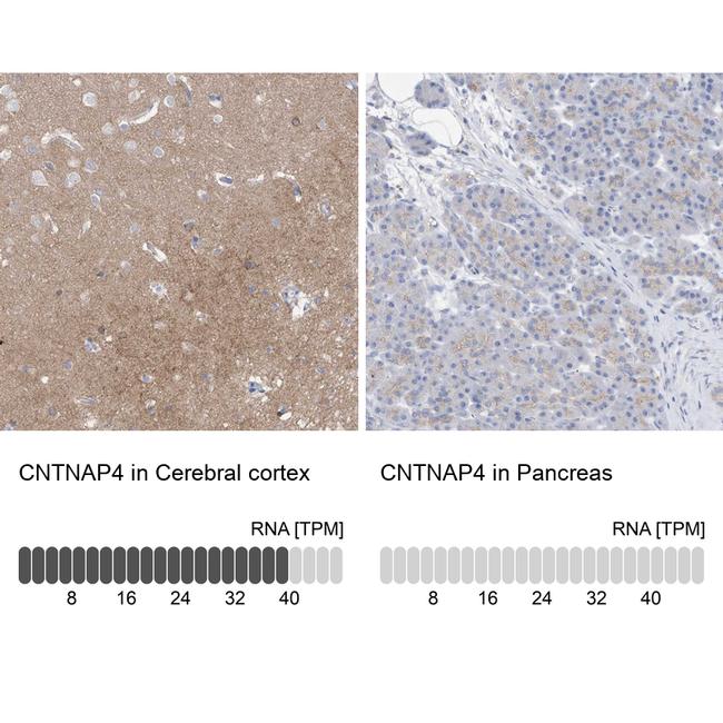 CNTNAP4 Antibody