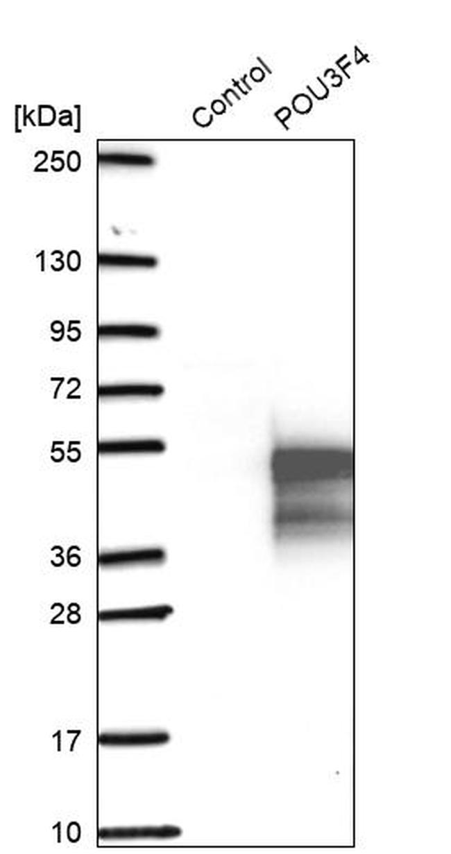 POU3F4 Antibody in Western Blot (WB)