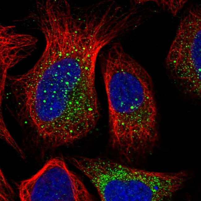 PUSL1 Antibody in Immunocytochemistry (ICC/IF)