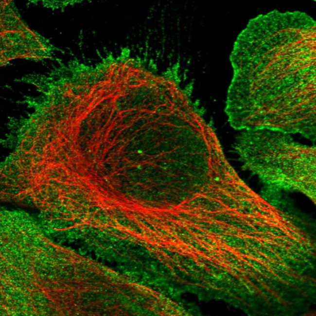 KIF17 Antibody in Immunocytochemistry (ICC/IF)