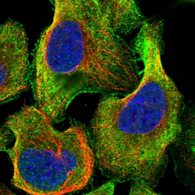 TTLL5 Antibody in Immunocytochemistry (ICC/IF)