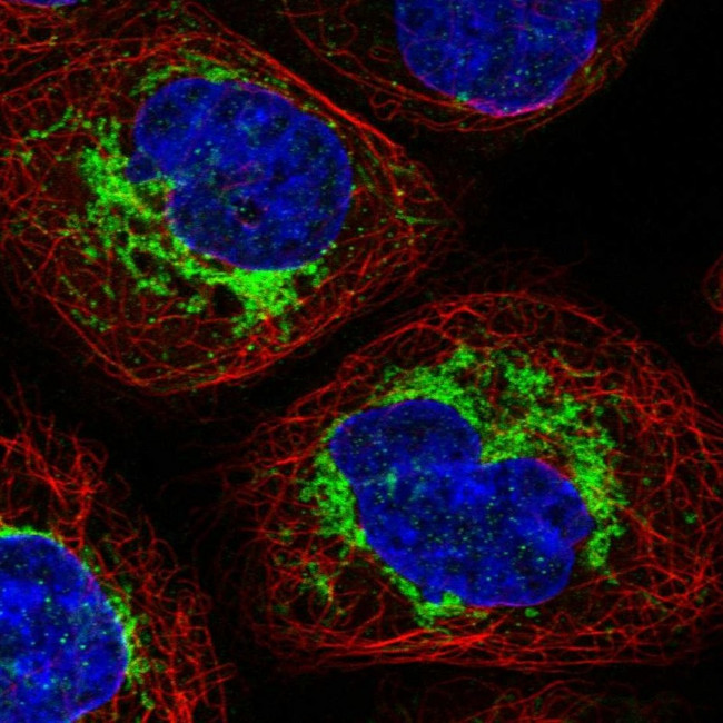 SAMM50 Antibody in Immunocytochemistry (ICC/IF)