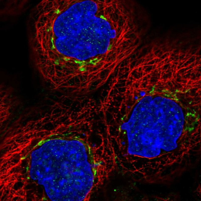 MAN1A2 Antibody in Immunocytochemistry (ICC/IF)