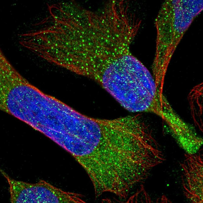 RBMS3 Antibody in Immunocytochemistry (ICC/IF)