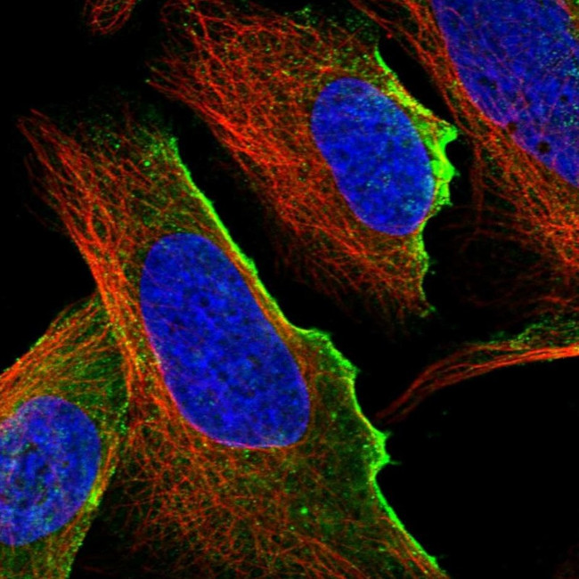 UBTD1 Antibody in Immunocytochemistry (ICC/IF)