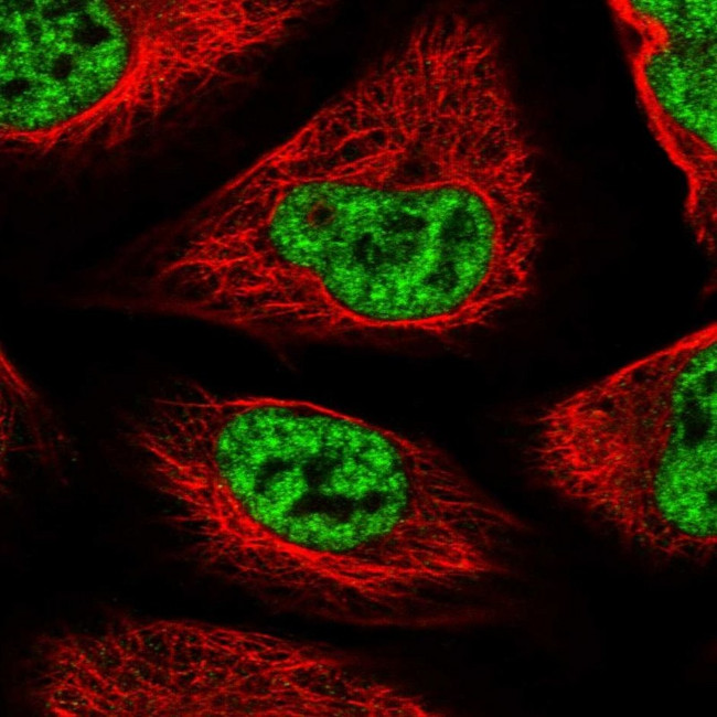 SF3B14 Antibody in Immunocytochemistry (ICC/IF)