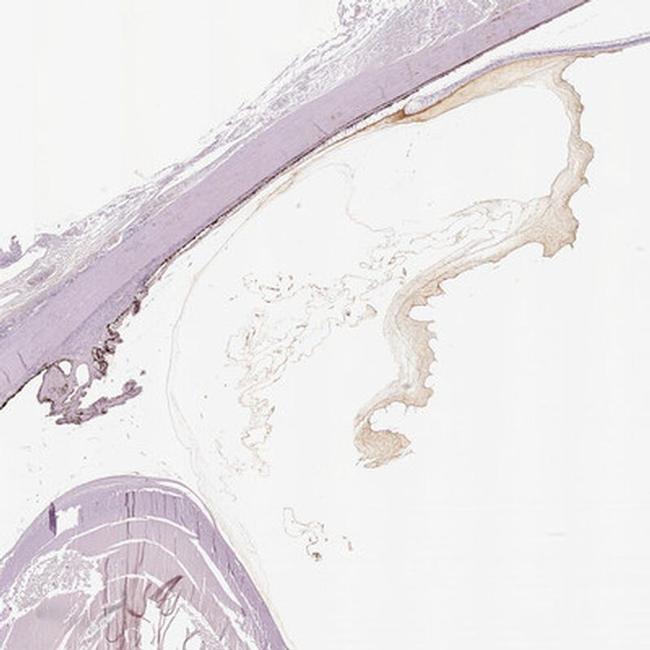 Opticin Antibody in Immunohistochemistry (IHC)