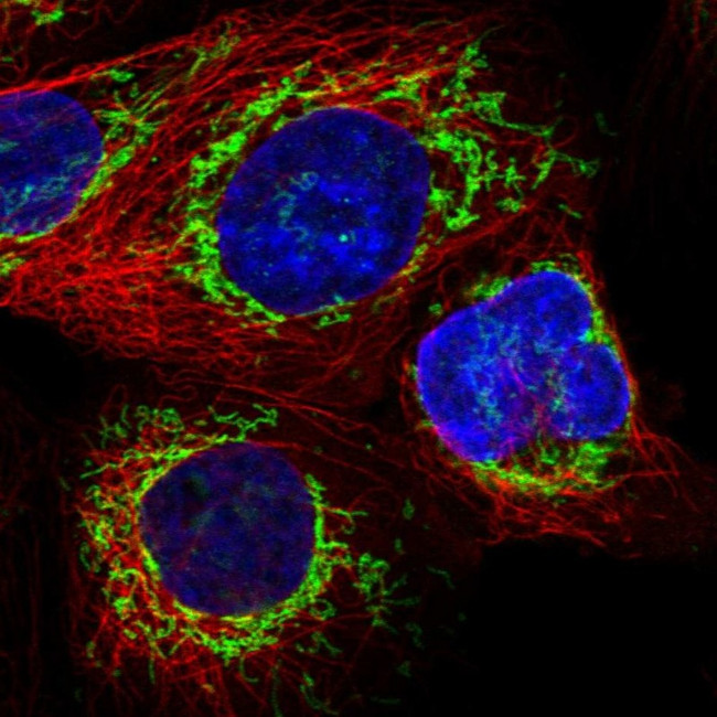 ATP5I Antibody in Immunocytochemistry (ICC/IF)