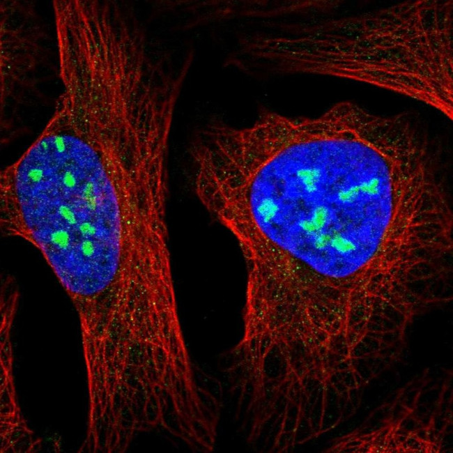 MPP10 Antibody in Immunocytochemistry (ICC/IF)