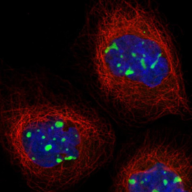 MPP10 Antibody in Immunocytochemistry (ICC/IF)