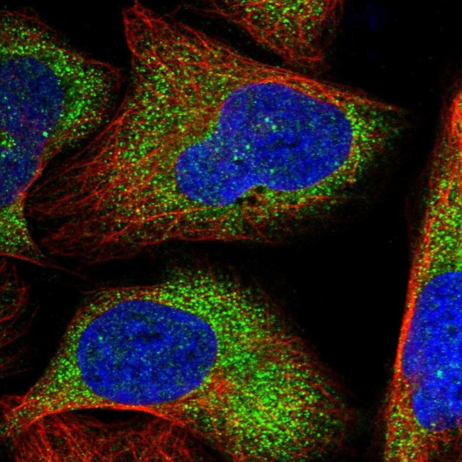 ZNF263 Antibody in Immunocytochemistry (ICC/IF)