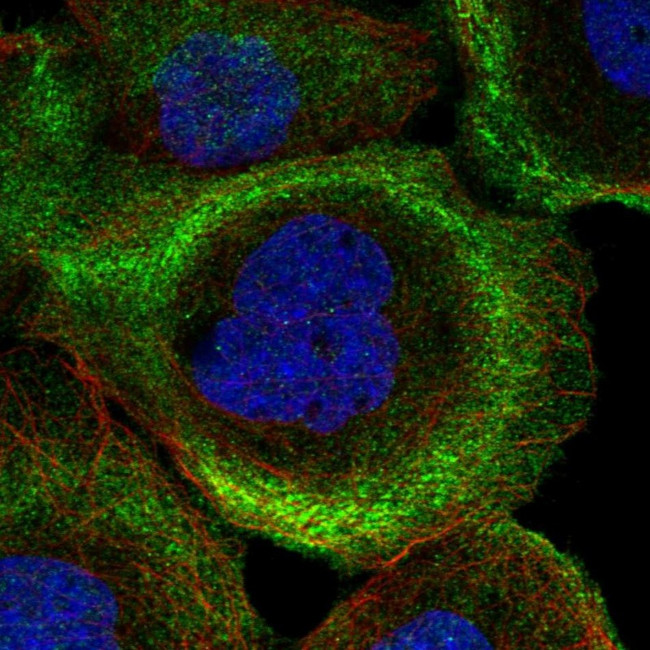 PHLDB2 Antibody in Immunocytochemistry (ICC/IF)