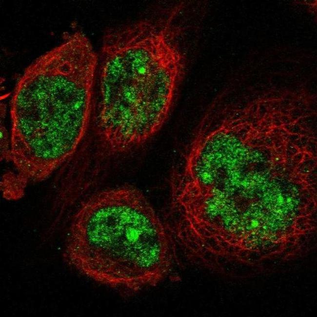 SGOL2 Antibody in Immunocytochemistry (ICC/IF)