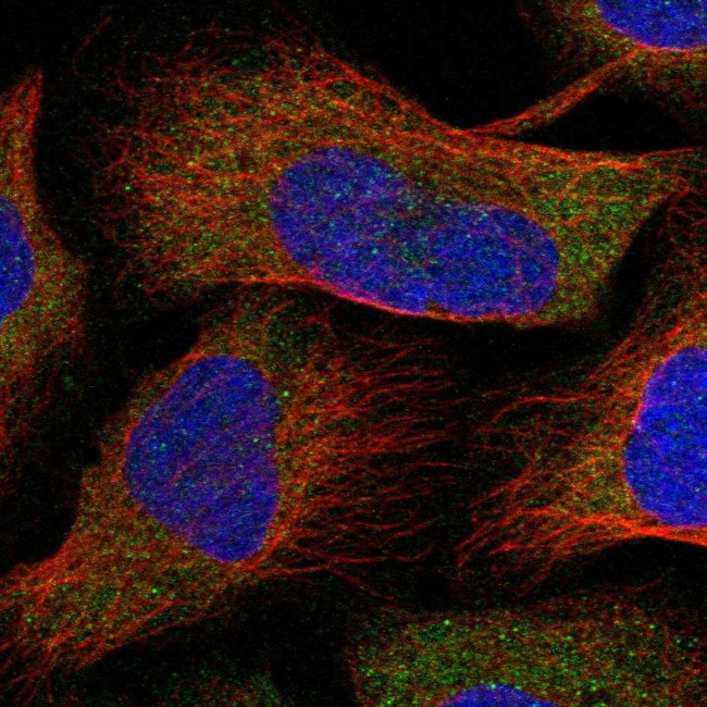 NAGK Antibody in Immunocytochemistry (ICC/IF)