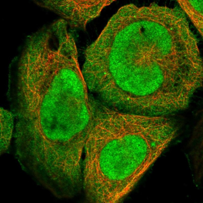 DNAJC9 Antibody in Immunocytochemistry (ICC/IF)