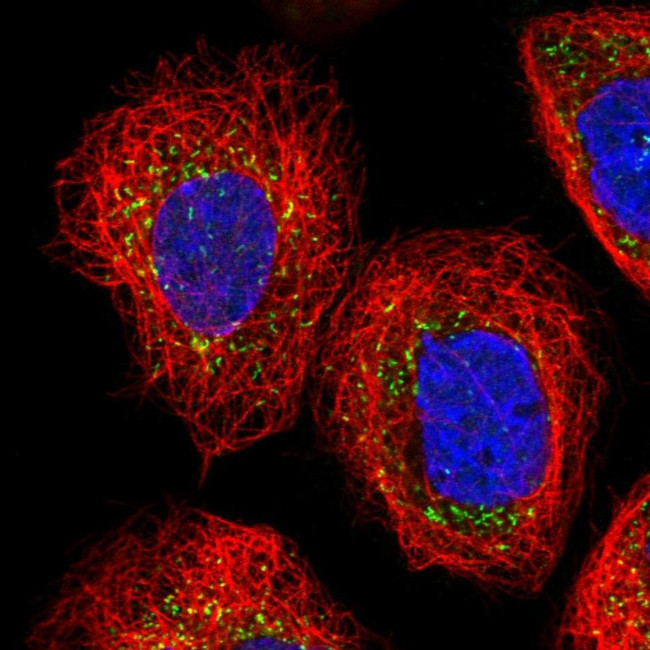 RASA2 Antibody in Immunocytochemistry (ICC/IF)