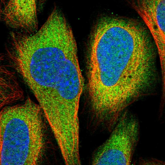 DHX36 Antibody in Immunocytochemistry (ICC/IF)