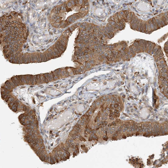 HNMT Antibody in Immunohistochemistry (Paraffin) (IHC (P))