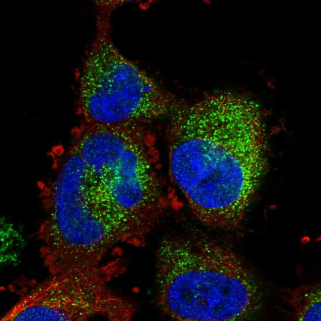 ATP11A Antibody in Immunocytochemistry (ICC/IF)