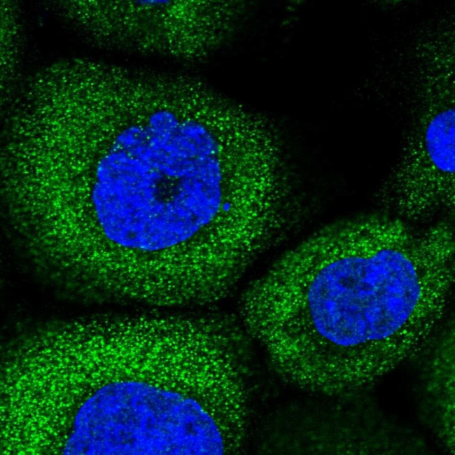 SERC1 Antibody in Immunocytochemistry (ICC/IF)