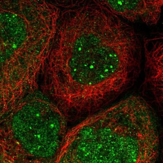 EEFSEC Antibody in Immunocytochemistry (ICC/IF)