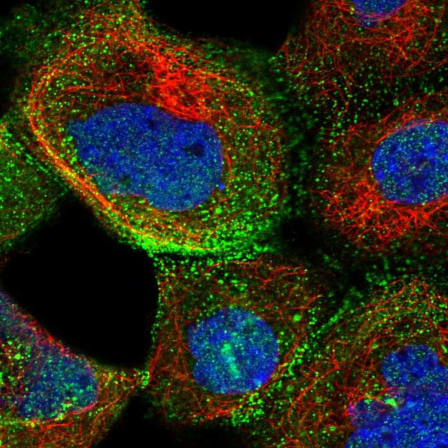 XRCC6BP1 Antibody in Immunocytochemistry (ICC/IF)