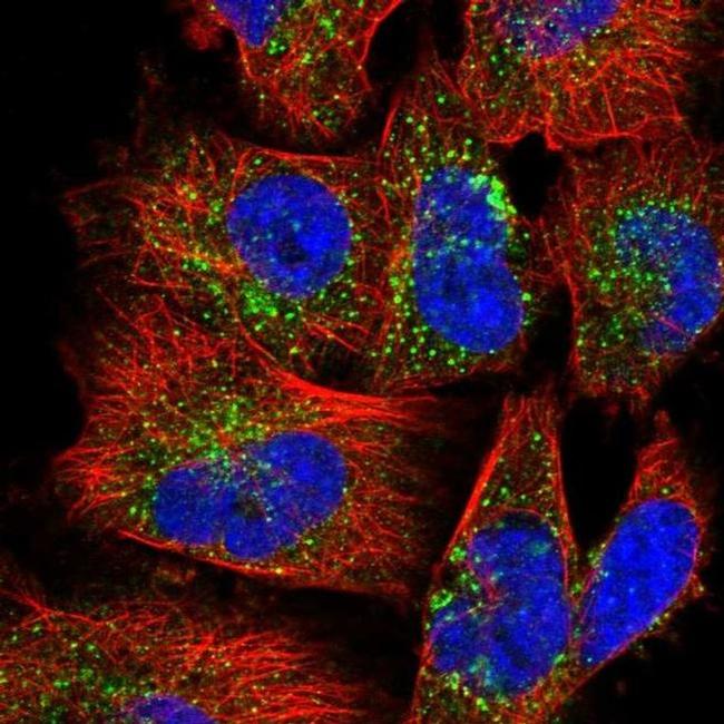 F1142 Antibody in Immunocytochemistry (ICC/IF)