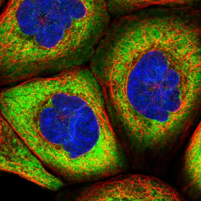 HARS2 Antibody in Immunocytochemistry (ICC/IF)