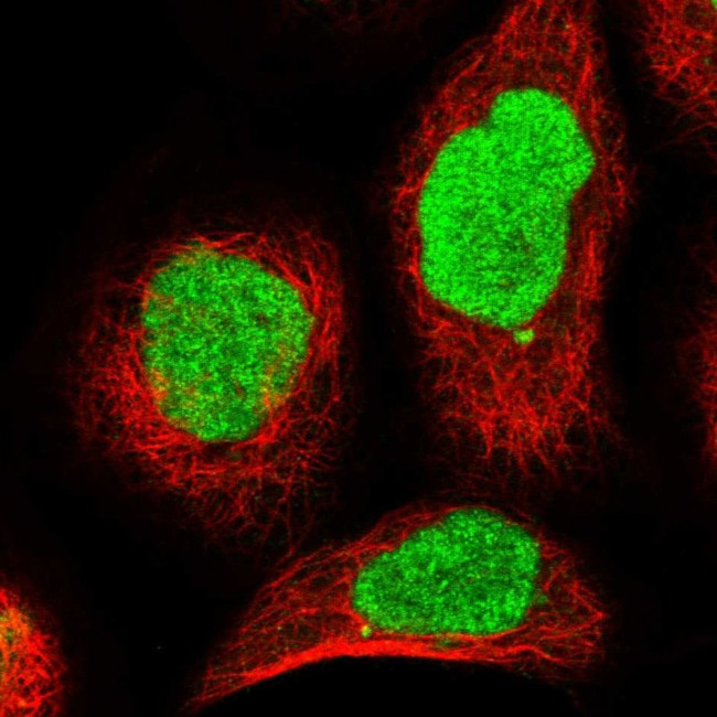 REPIN1 Antibody in Immunocytochemistry (ICC/IF)